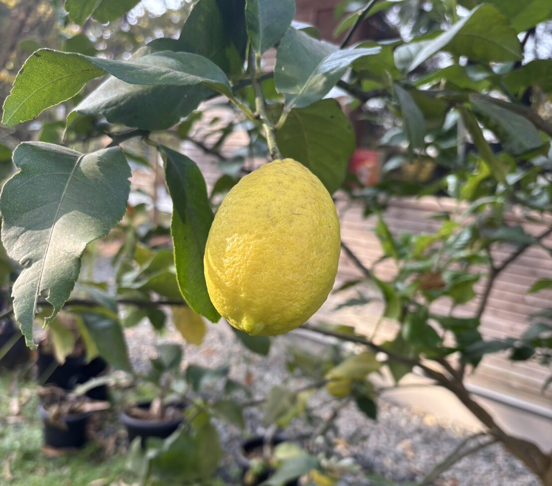 庭にレモンが実りました